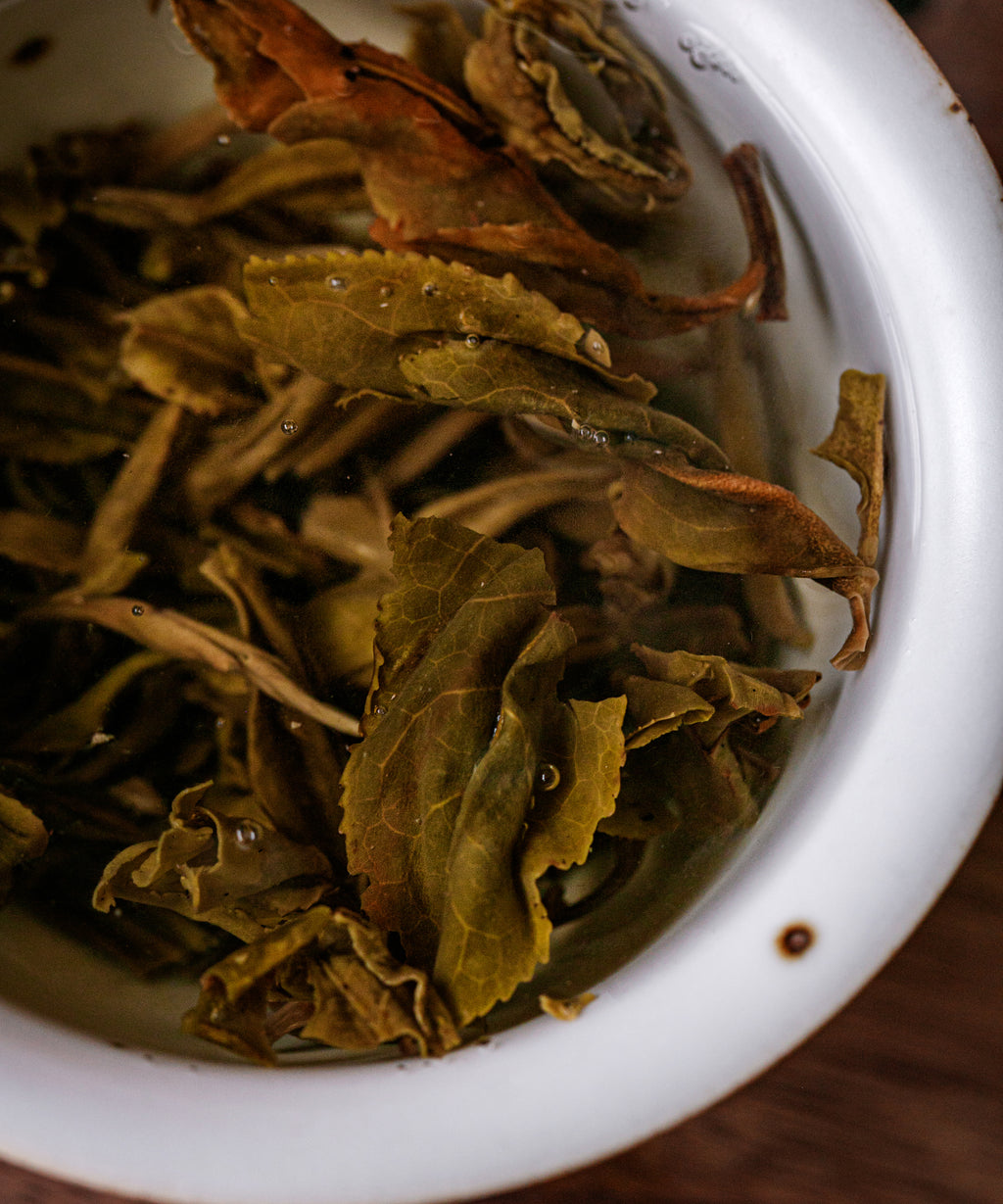 Ancient Gold Needle wet leaves — 400-year-old Jinggu Dabai pu'erh, Yangta Village, Yunnan