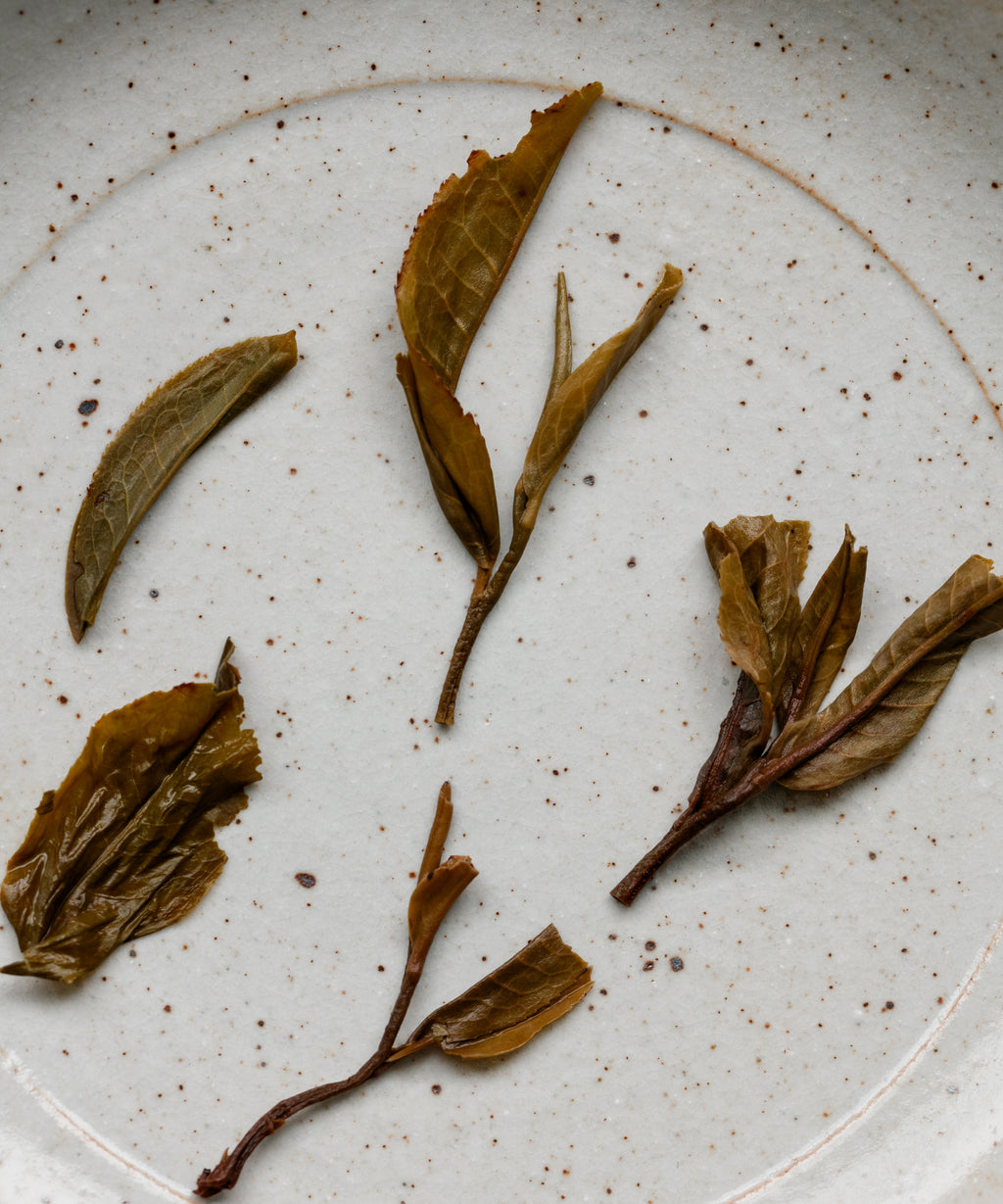 Guafengzhai wet leaves — ancient tree sheng pu'erh from Guafengzhai, Yiwu, Yunnan