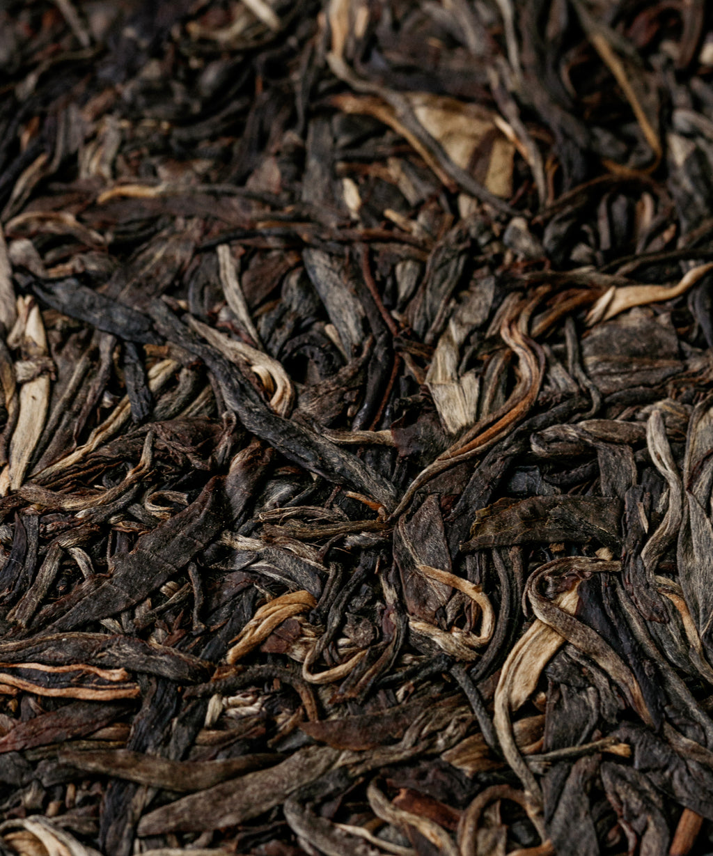Secret Realm Mijing sheng pu'erh — 500-year-old ancient trees from a hidden location, Lincang