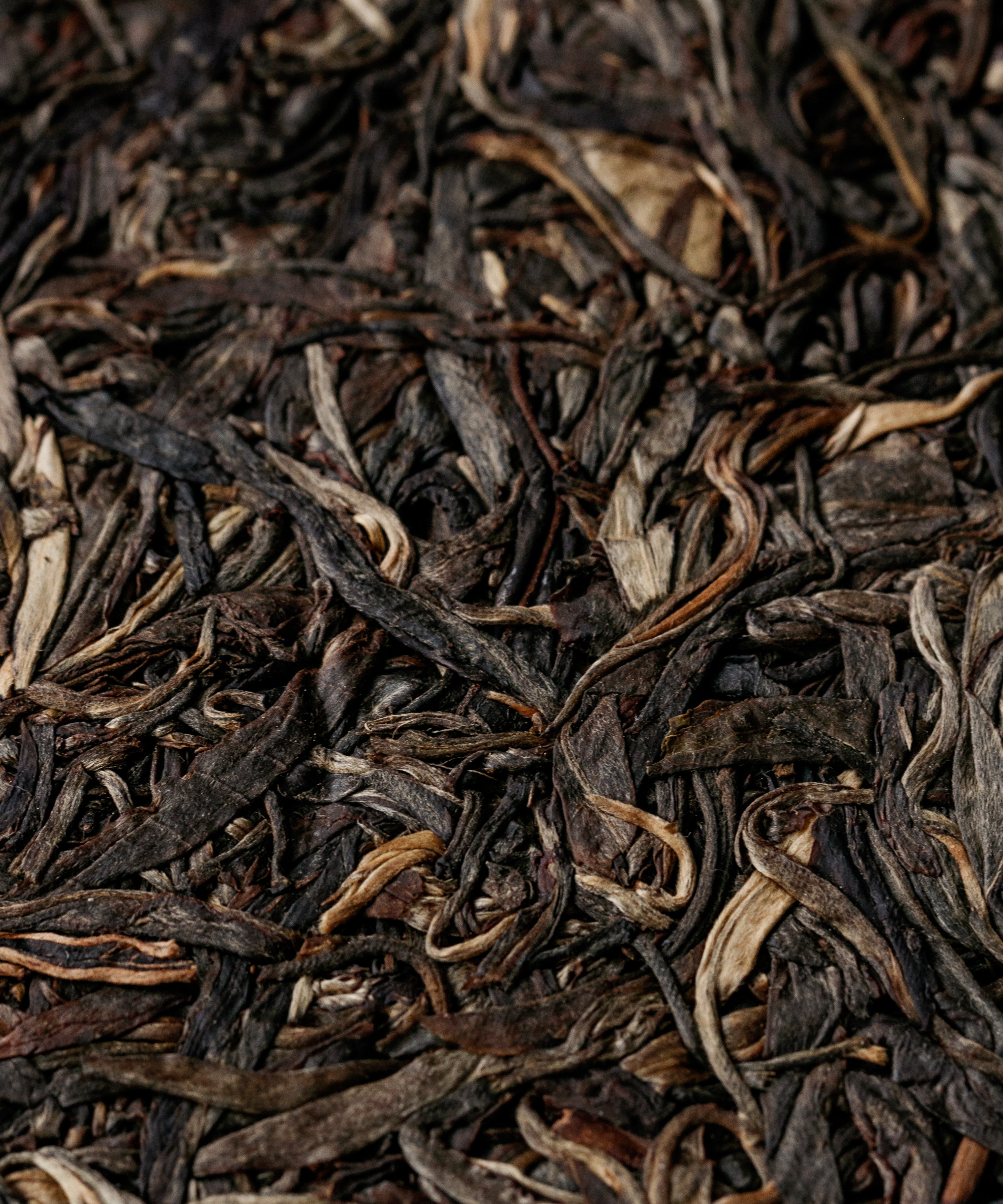 Secret Realm Mijing sheng pu'erh — 500-year-old ancient trees from a hidden location, Lincang