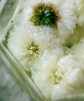Emperor's Chrysanthemum imperial-grade dried flowers arranged on a clean surface