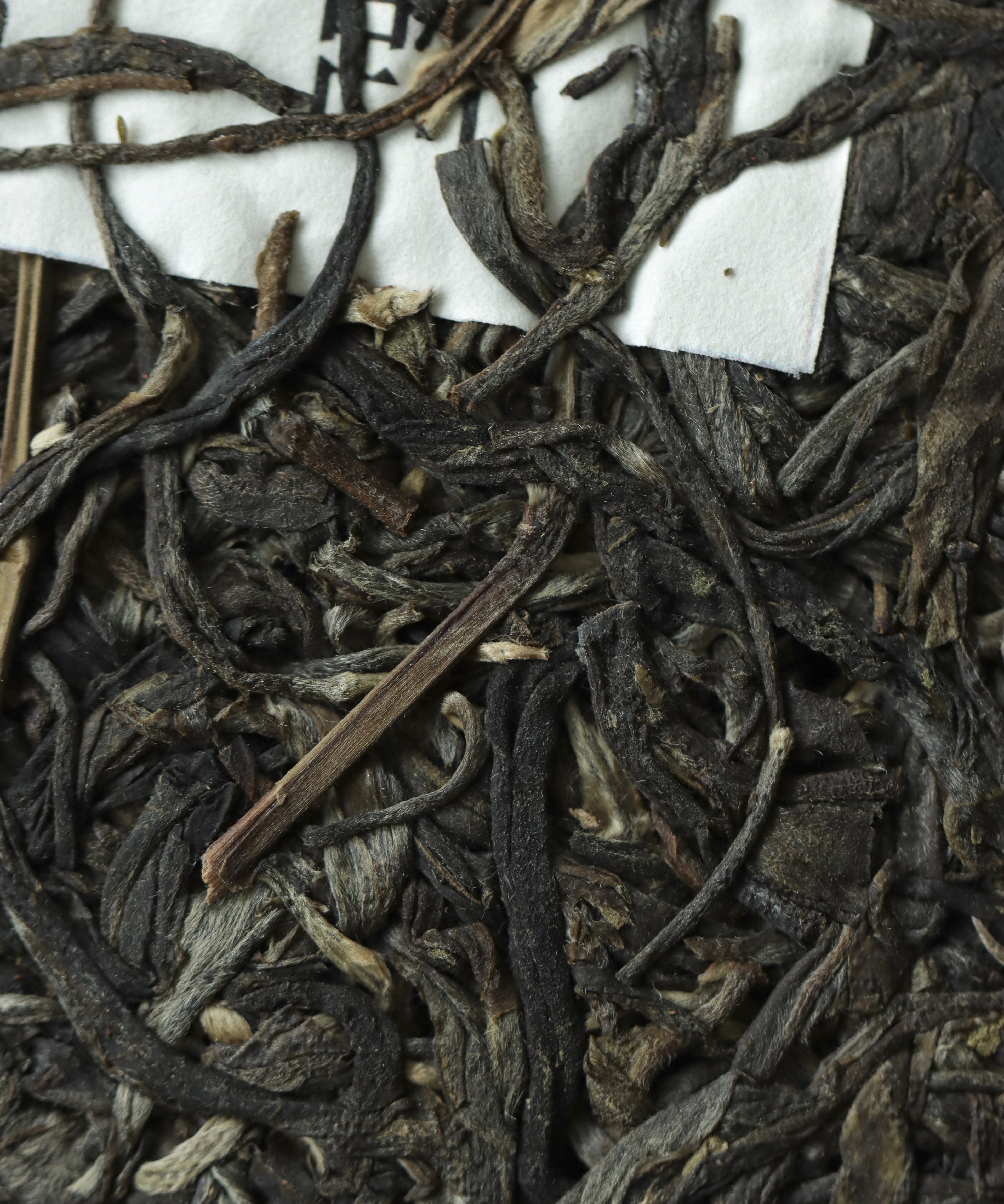 Xigui sheng pu'erh by Zhang Tianwen — autumn harvest raw pu'erh from Xigui Village, Lincang, Yunnan