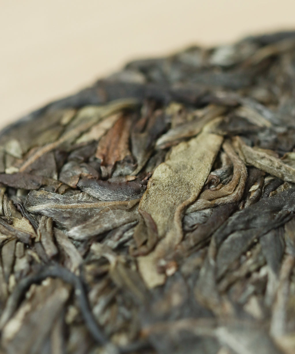 Brewing Taste of the Mountain in gaiwan — Tang Wang's old growth sheng pu'erh from Jinggu, Yunnan