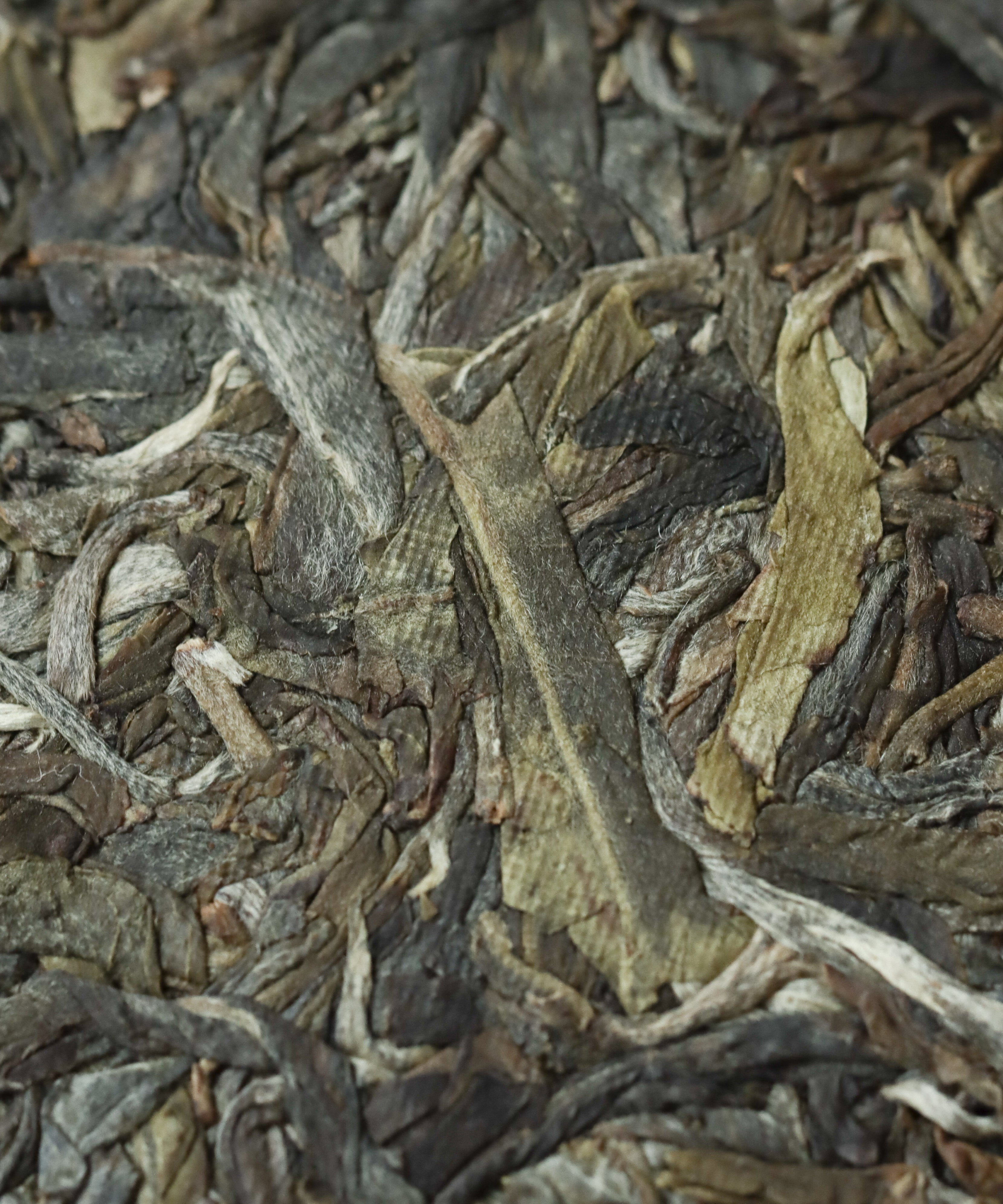 Taste of the Mountain sheng pu'erh by Tang Wang — old growth wild arbor leaves from Jinggu, Yunnan