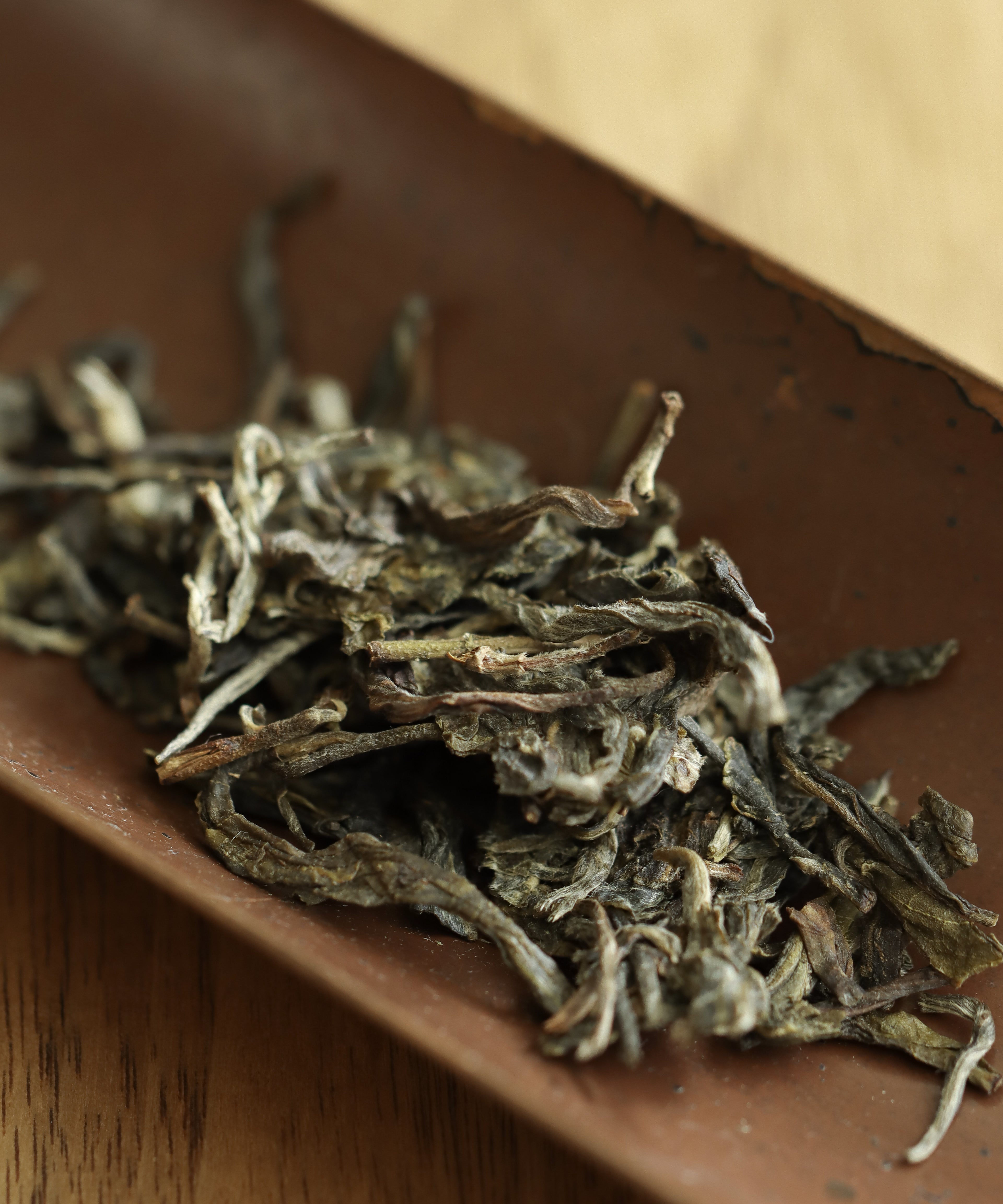 Taste of the Mountain wet leaves after brewing — old growth sheng pu'erh, Tang Wang, Jinggu, Yunnan
