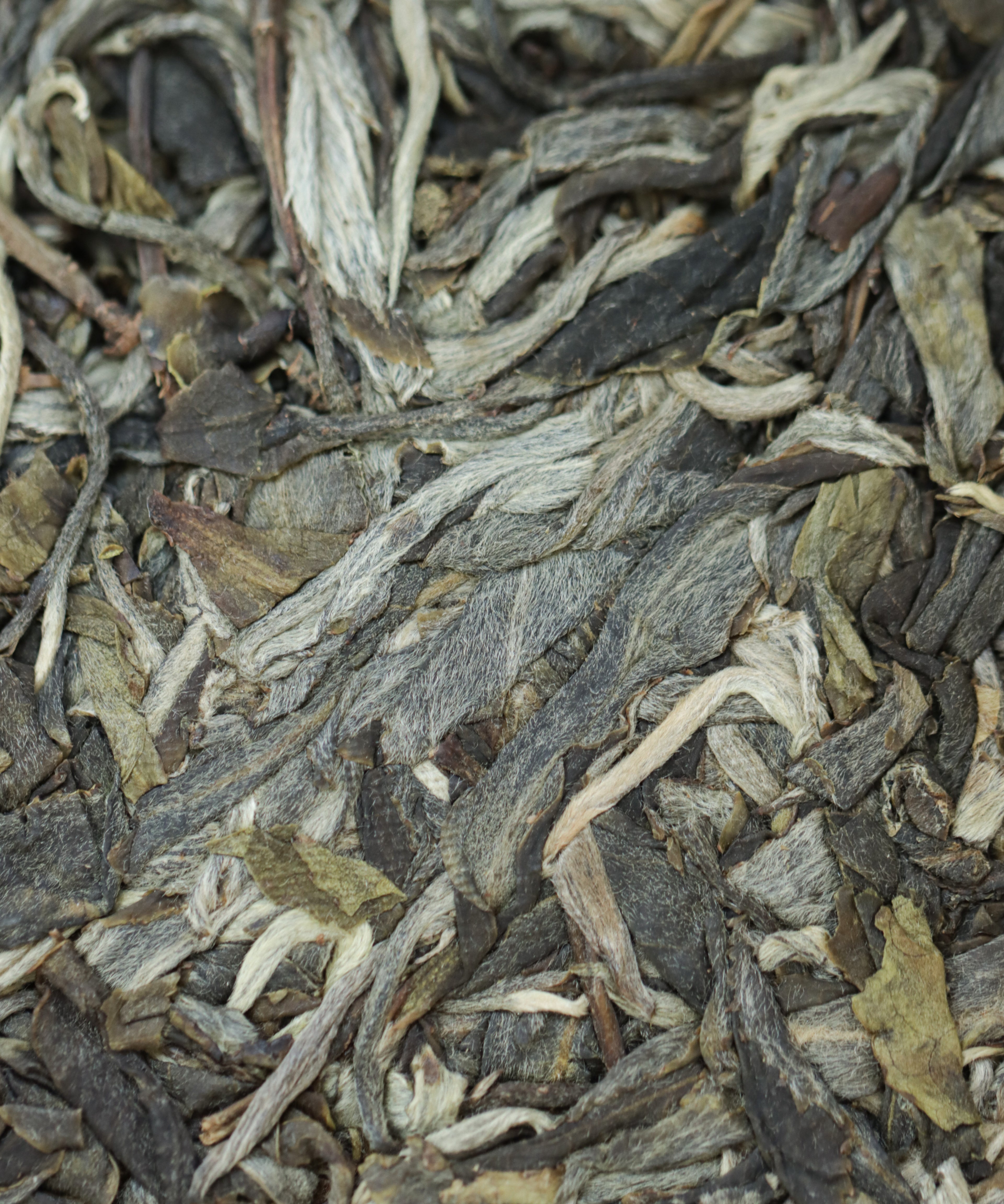 Mountains and Beyond sheng pu'erh by Tang Wang — 150-200 year old wild arbor trees, Jinggu, Yunnan