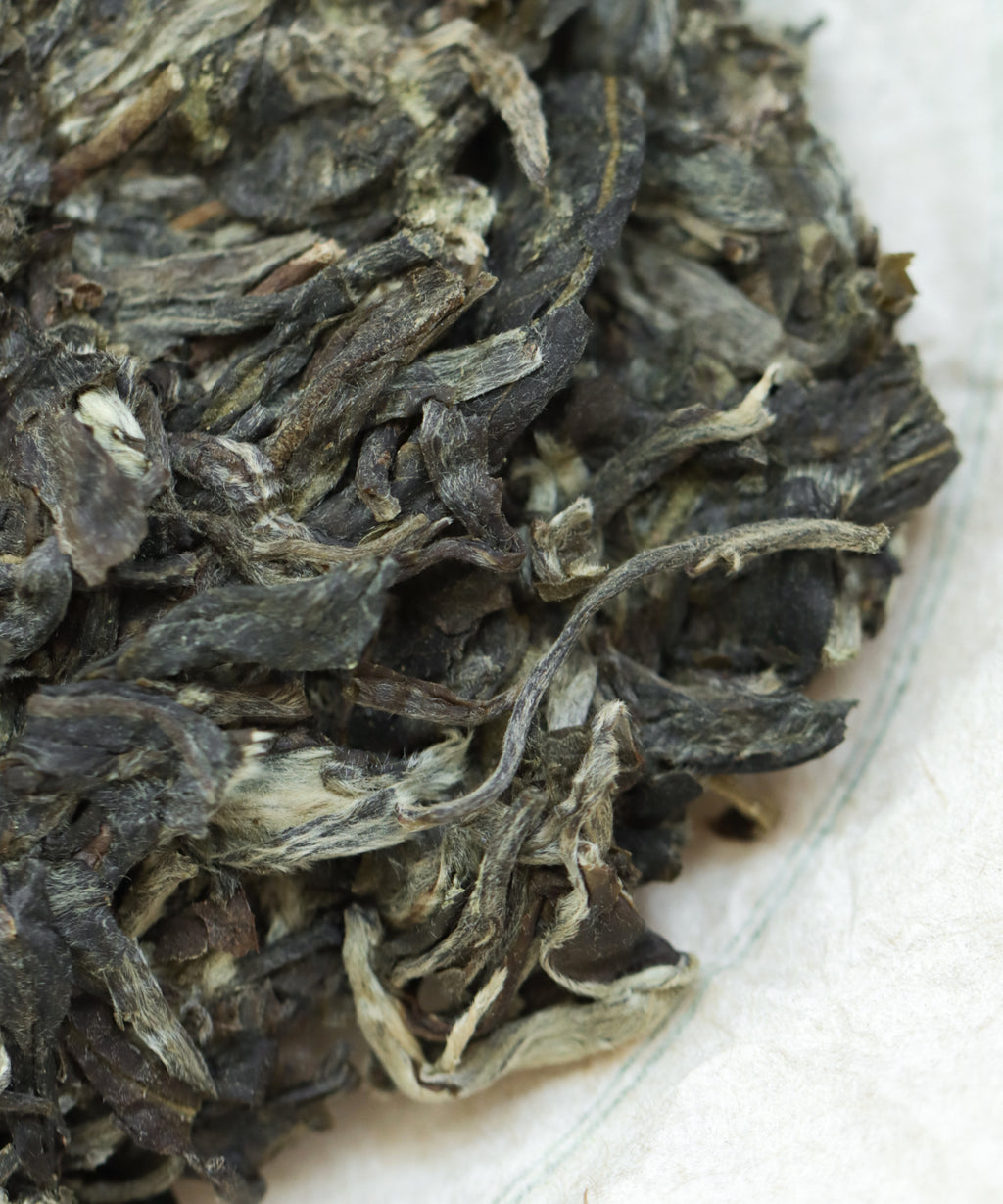 Brewing Mountains and Beyond — Tang Wang's wild arbor sheng pu'erh, direct and clear, Jinggu, Yunnan