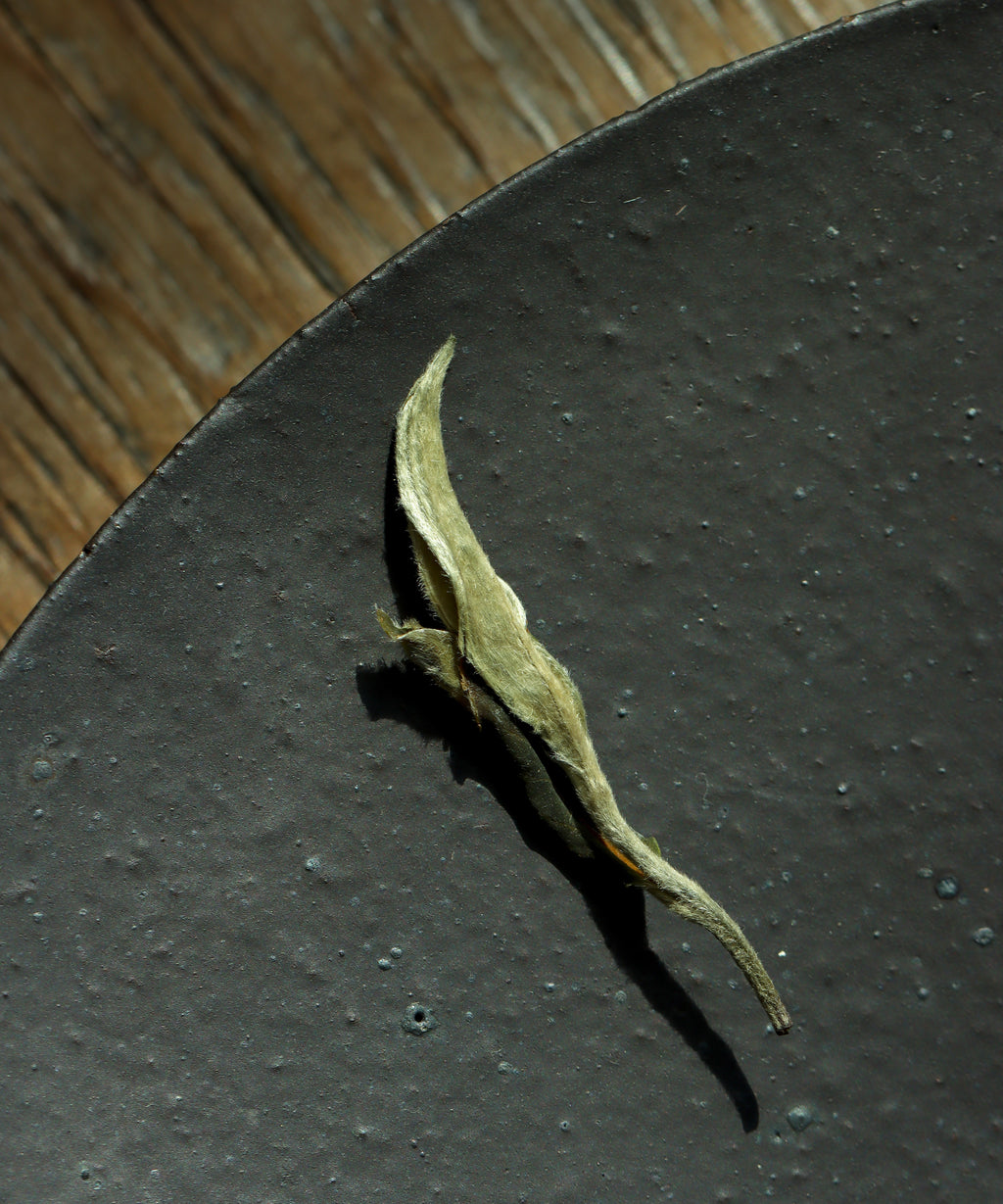 Brewing Green Peony — Mr. Tang's first harvest white tea from Jinggu, Yunnan