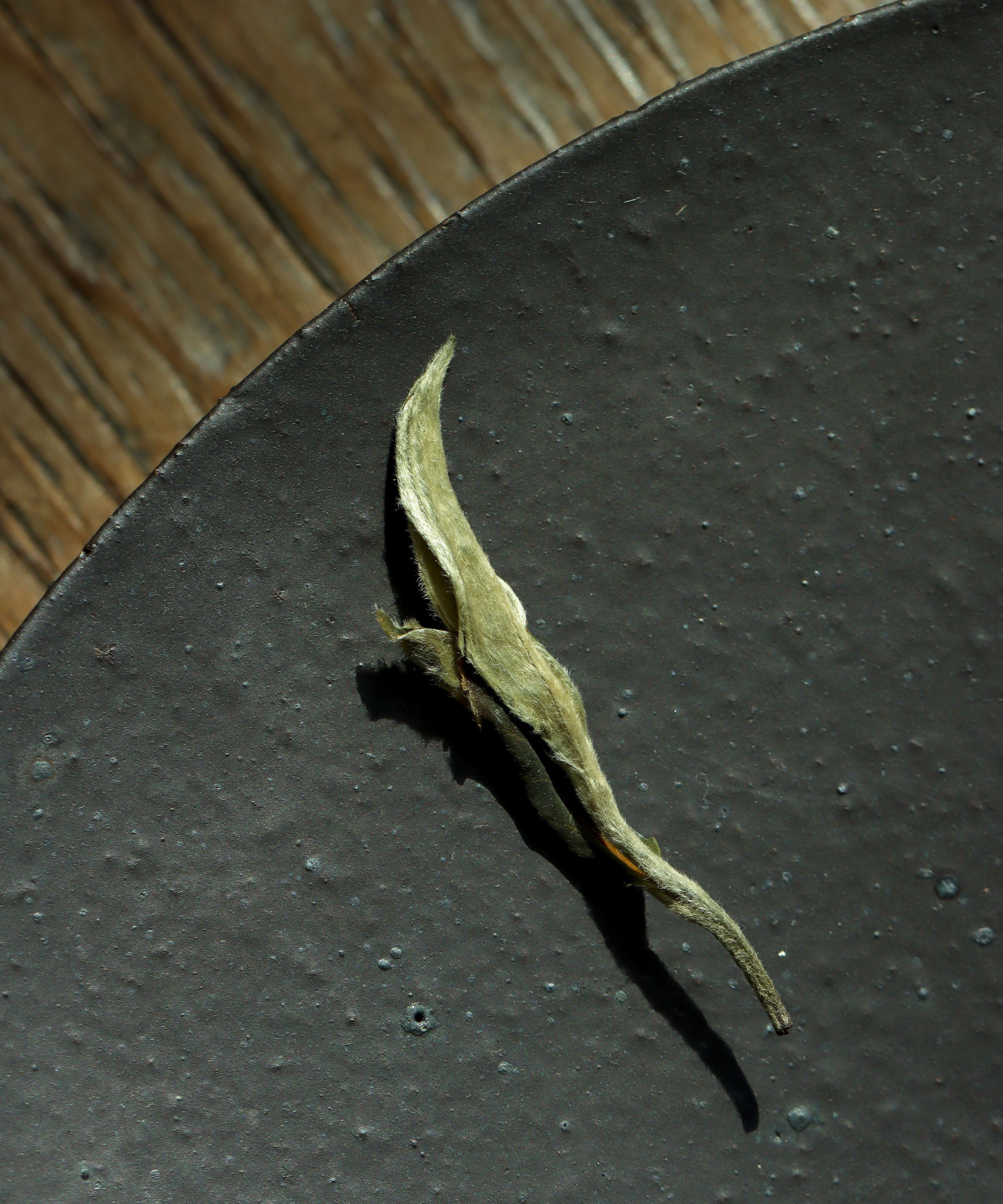 Brewing Green Peony — Mr. Tang's first harvest white tea from Jinggu, Yunnan