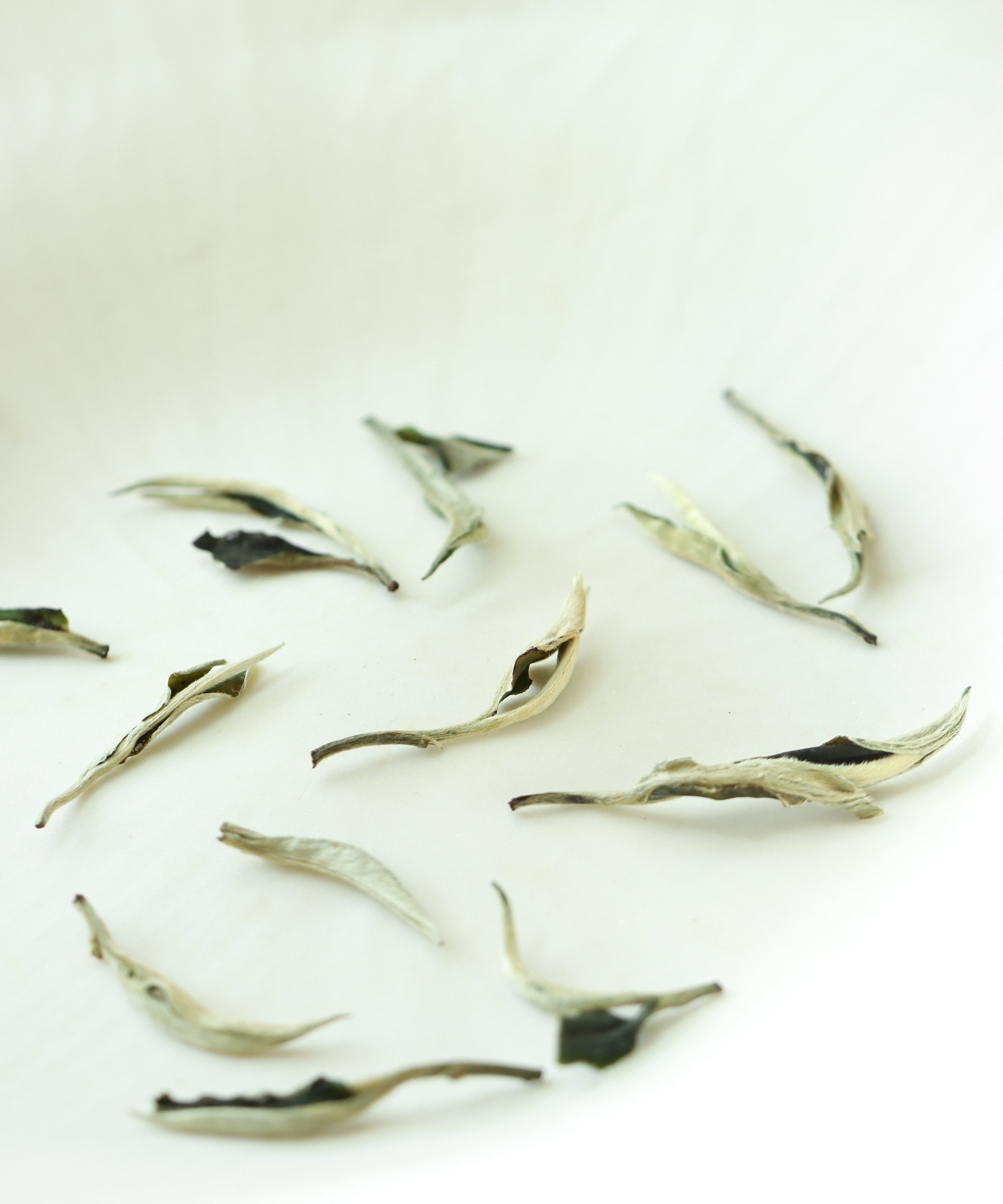 Green Peony dry leaves — dark green and silver fuzz, first harvest white tea, Jinggu, Yunnan
