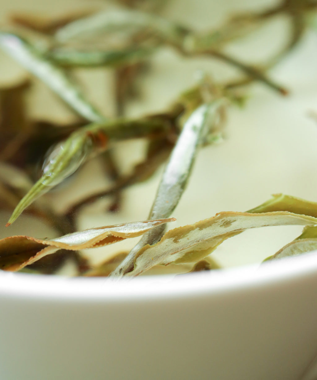 Green Peony wet leaves after brewing — first harvest Jinggu Big White white tea, Yunnan