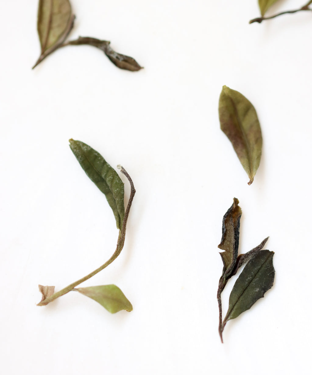 Wild Laoshan White by Mr. Tang — reserve wild white tea from a deserted garden, Laoshan, Qingdao