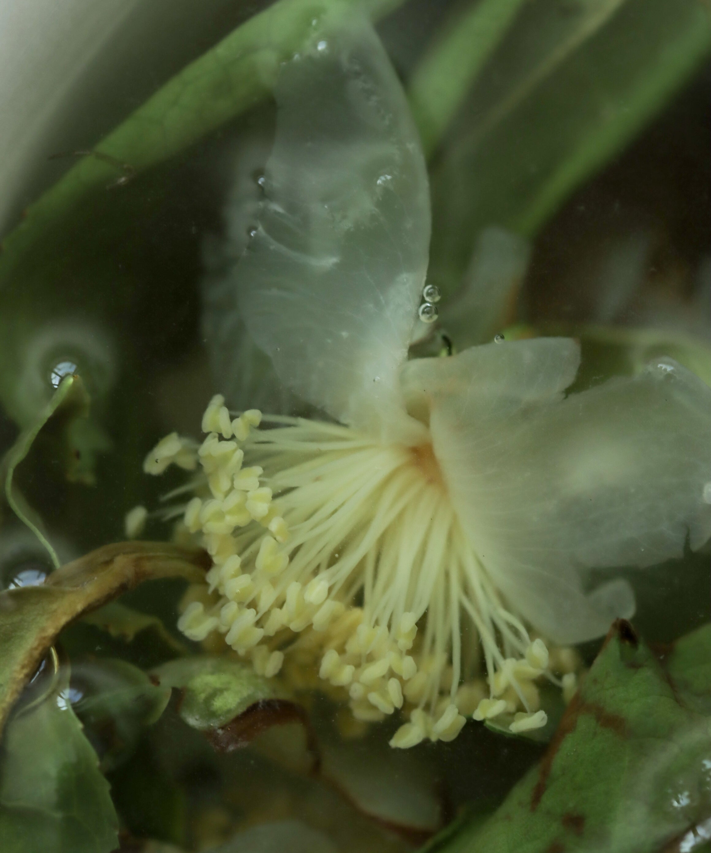 Laoshan White & Tea Blossoms liquor — mineral, honeyed nectar, green plum notes, Laoshan, Qingdao