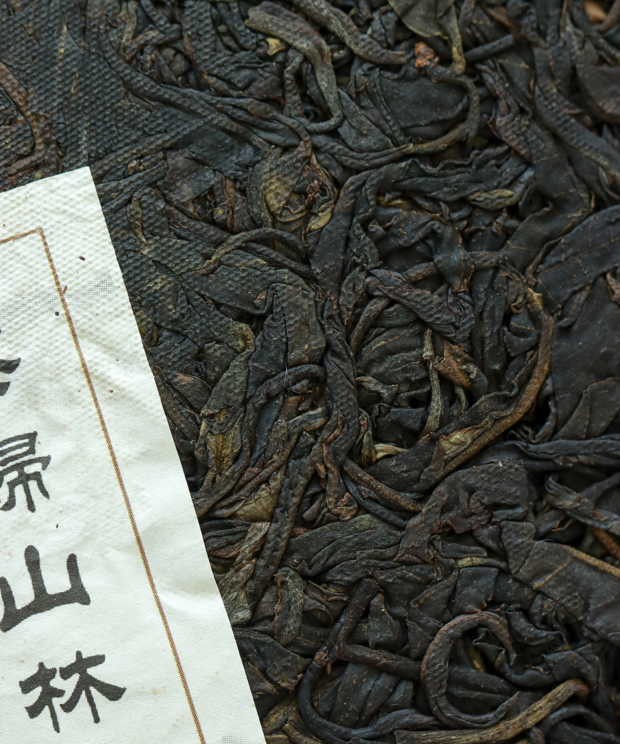 Zi Ya Purple Bud sheng pu'erh by Tang Wang — high-anthocyanin purple bud trees, Jinggu, Yunnan