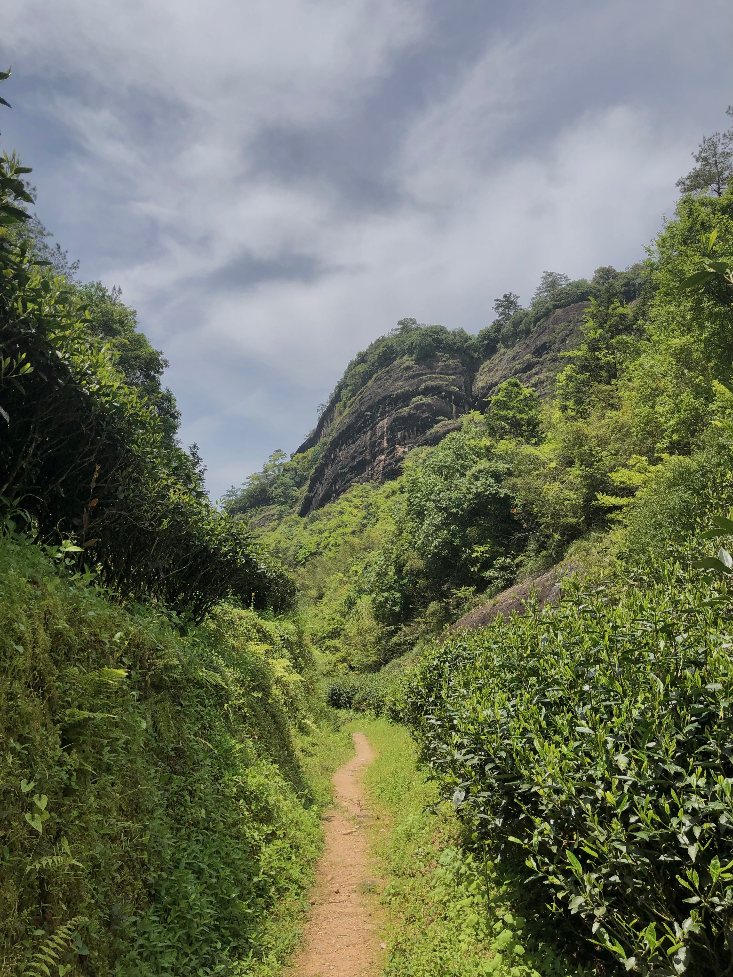 Dahongpao Jade Lion Cliff 2014