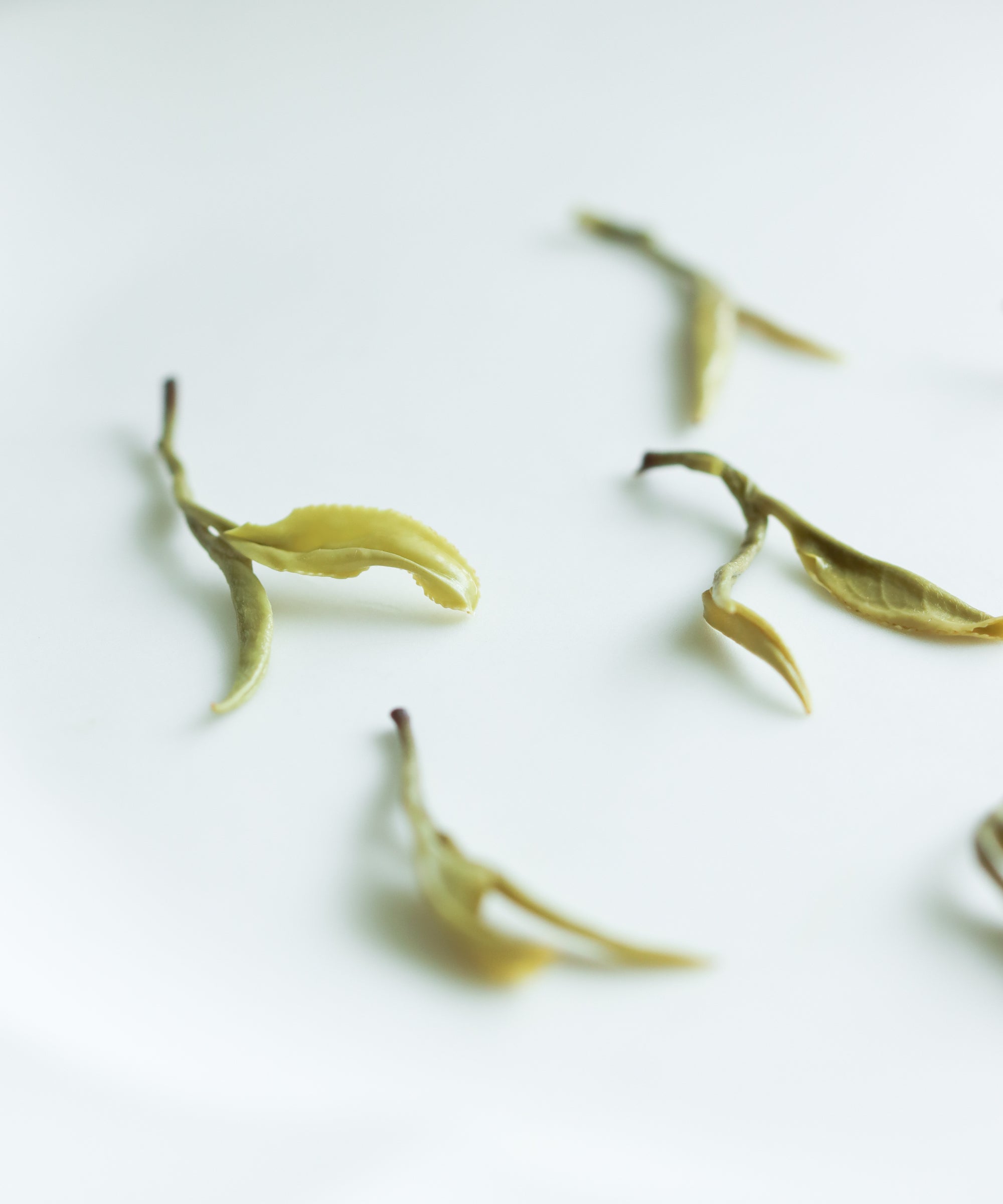 Yellow Purple Shoots