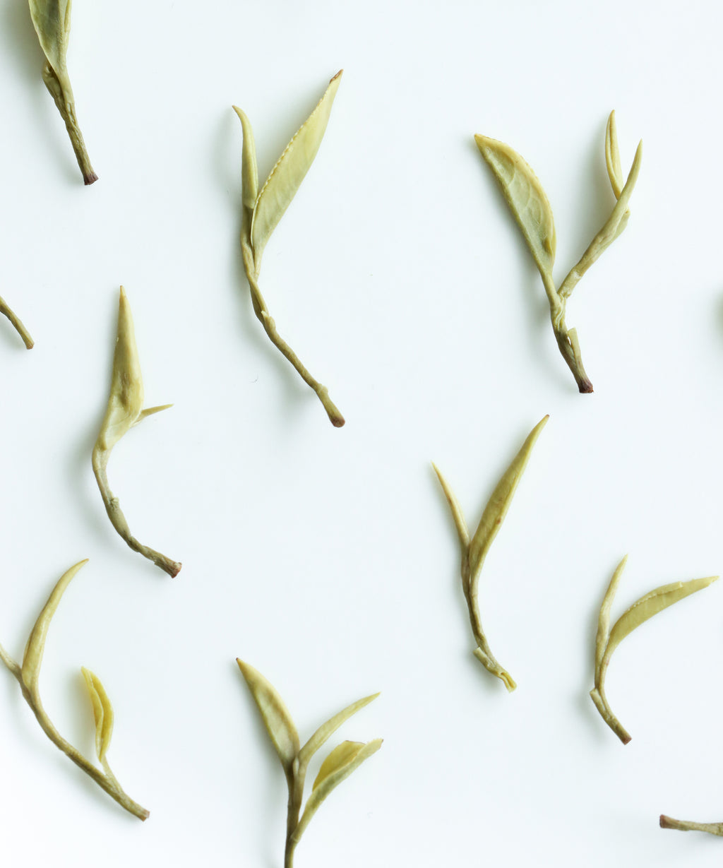 Yellow Purple Shoots — rare experimental yellow tea from wild Purple Shoots, Guzhu Mountain, Huzhou