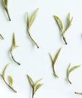 Yellow Purple Shoots — rare experimental yellow tea from wild Purple Shoots, Guzhu Mountain, Huzhou