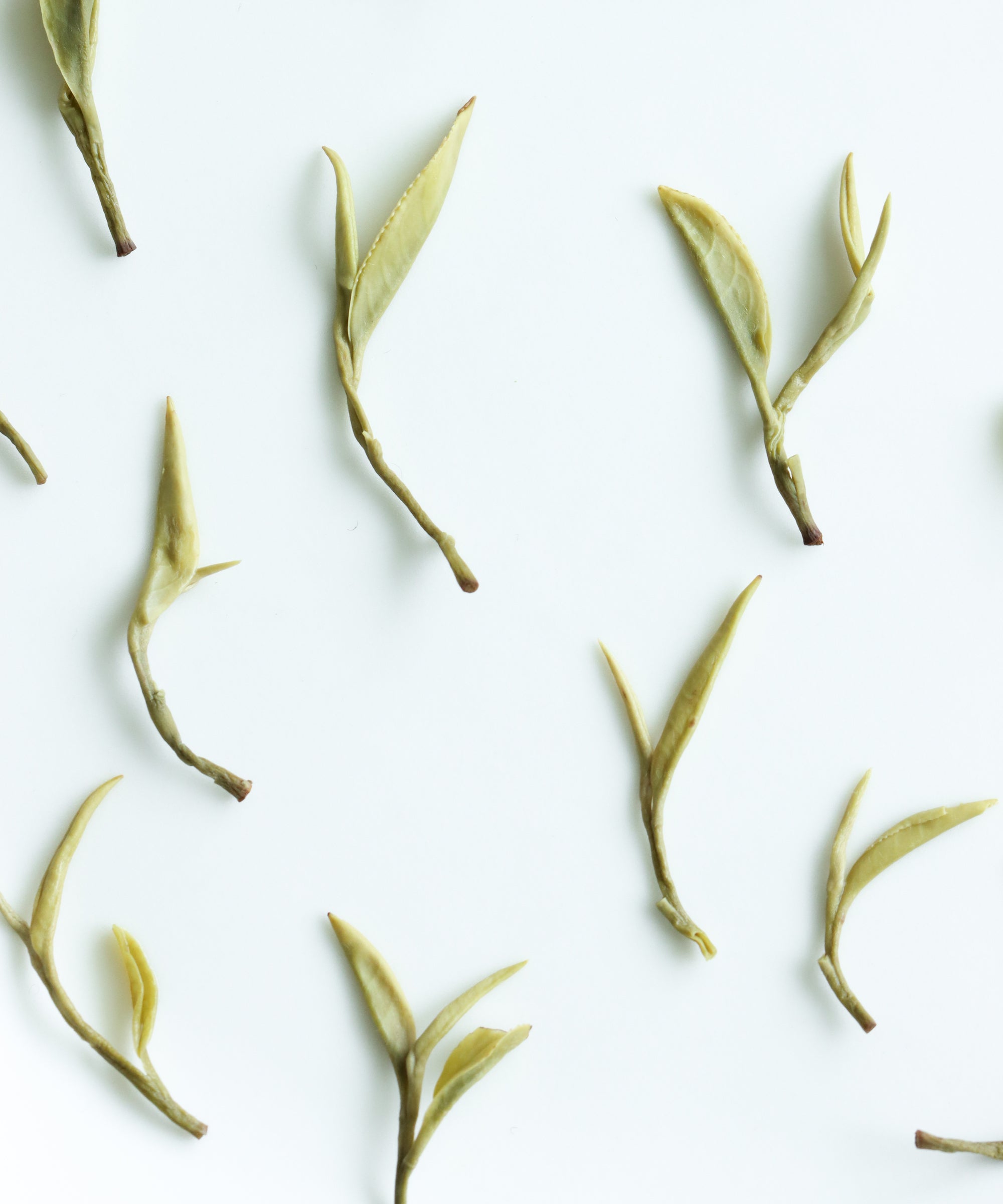 Yellow Purple Shoots — rare experimental yellow tea from wild Purple Shoots, Guzhu Mountain, Huzhou