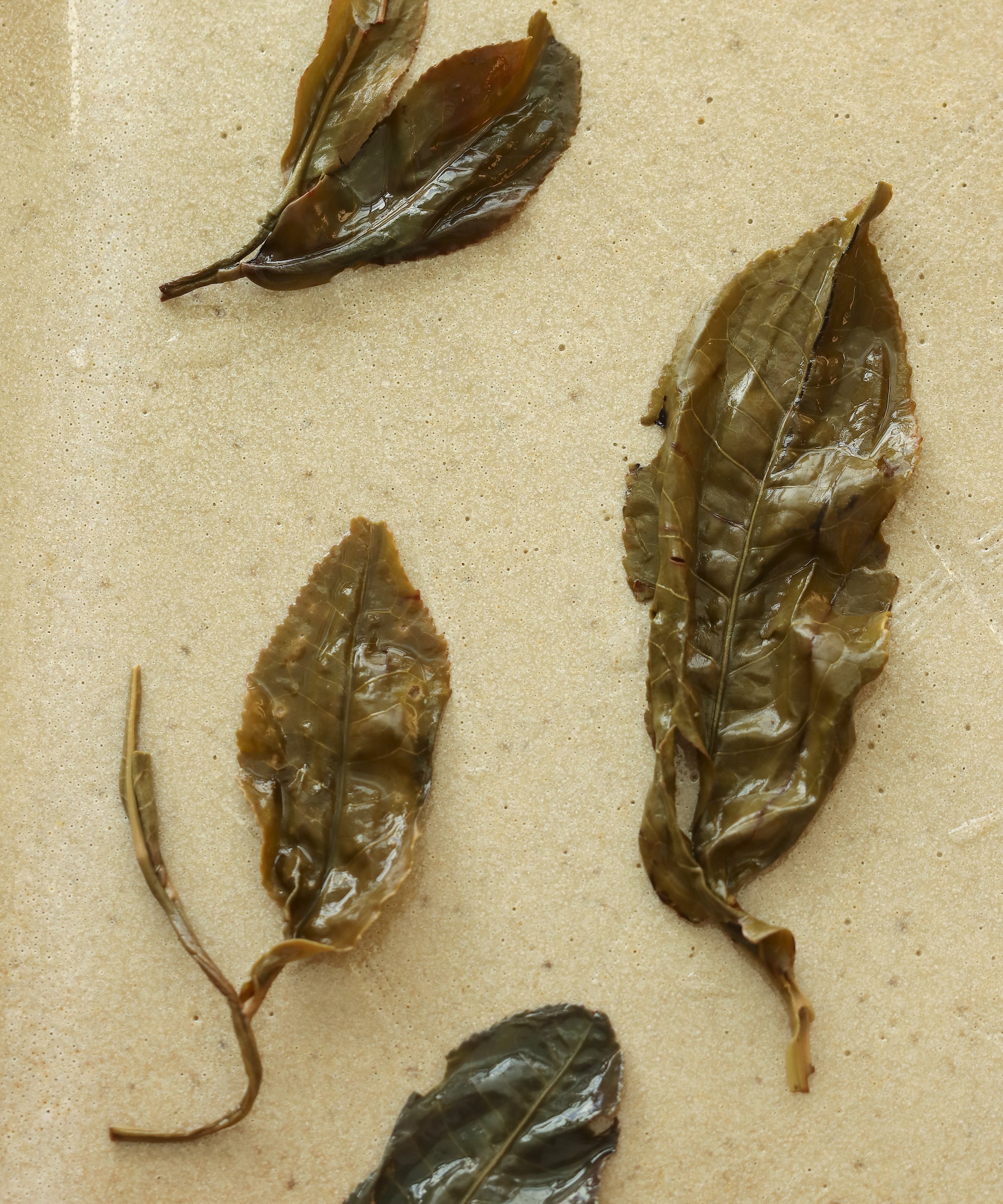 Zi Ya "Purple Bud"