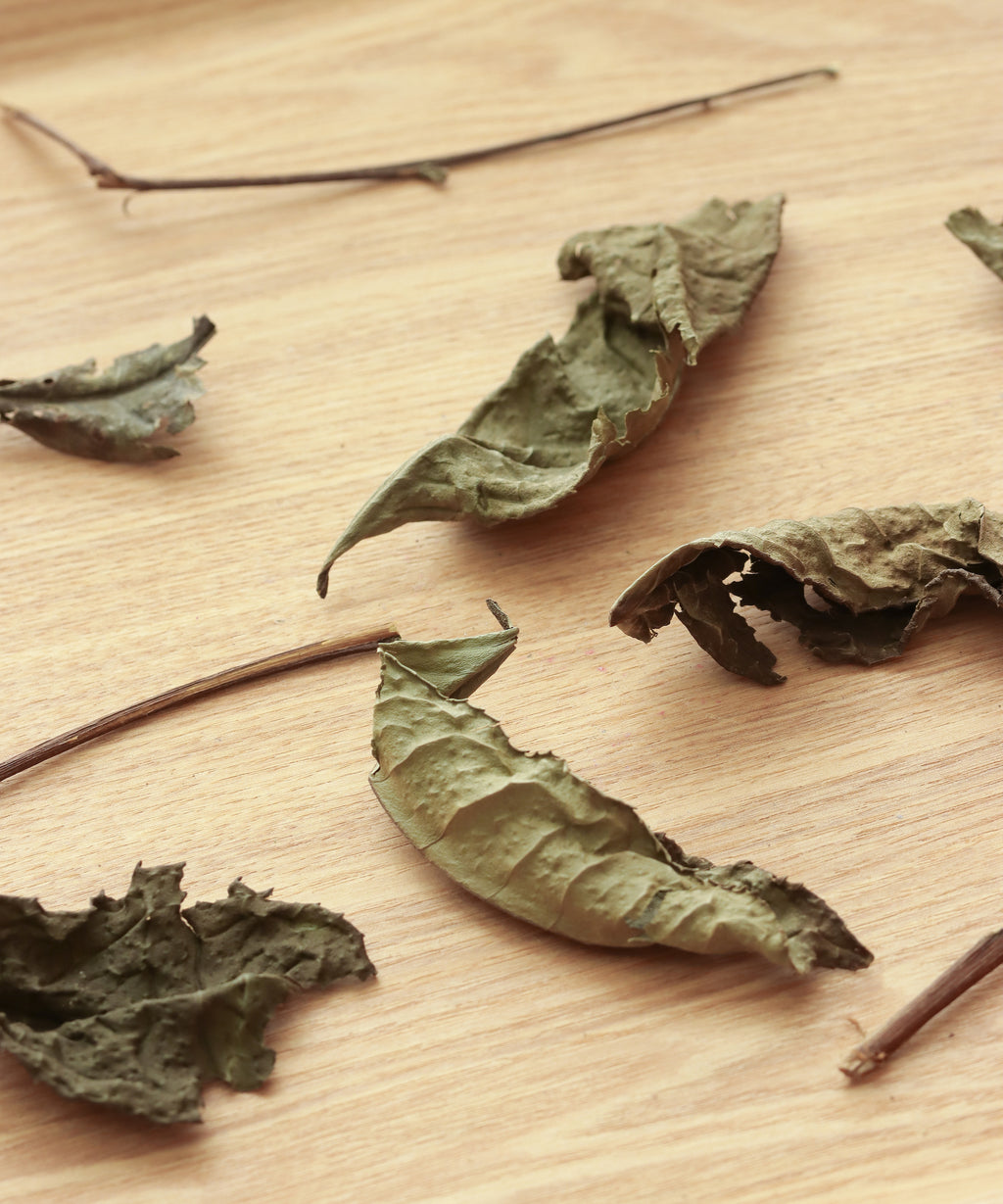 Wild White Single Tree by Mr. Fan — white tea from one centuries-old wild Zhenghe Dabai tree, Fujian