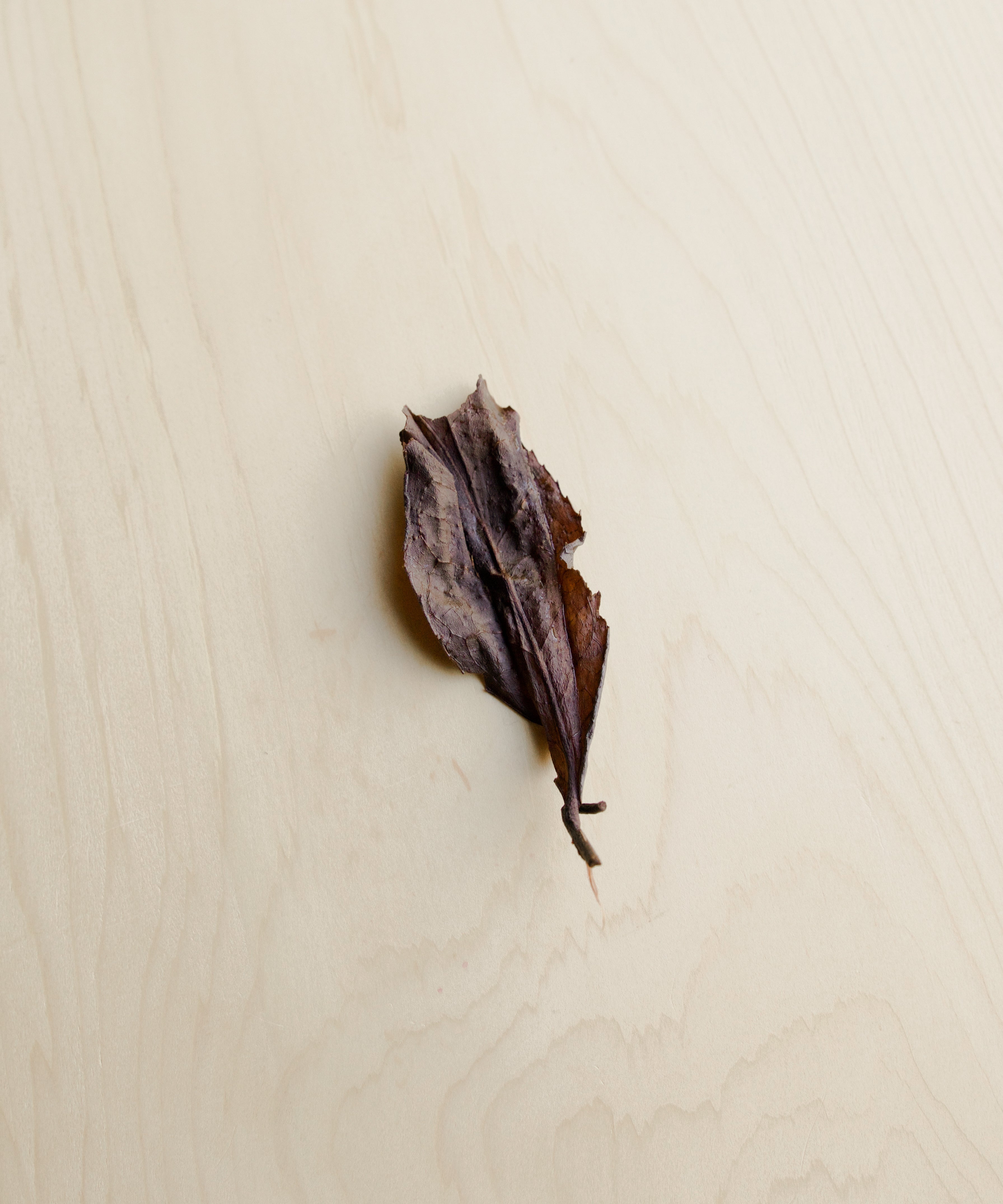 Roasted Rock by Mr. Fan — wild old-grove black tea from abandoned trees, Zhenghe, Fujian
