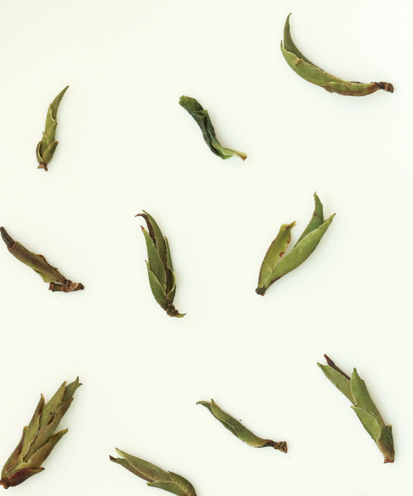 Daxueshan Wild Pu'erh Shoots