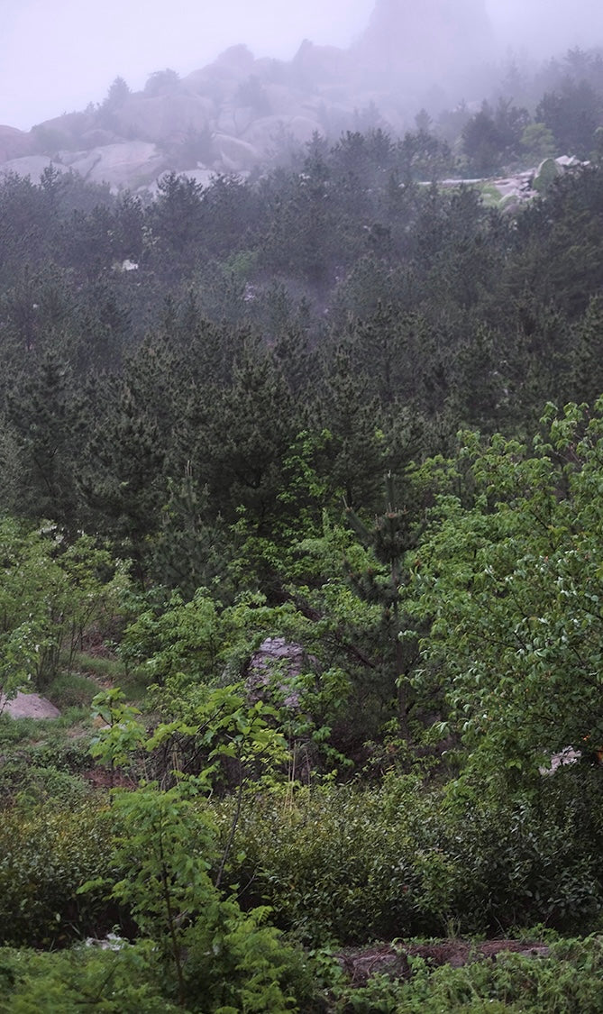 Brewing Wild Laoshan White — Mr. Tang's wild white tea from Laoshan, Shandong