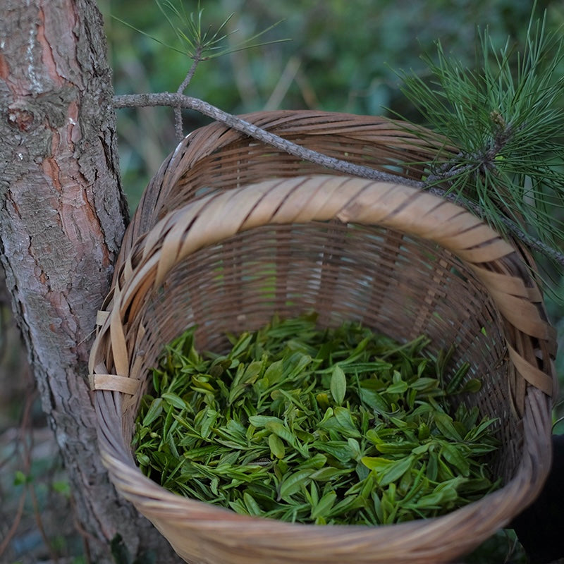 Wild Laoshan White wet leaves after brewing — wild white tea from Laoshan, Shandong