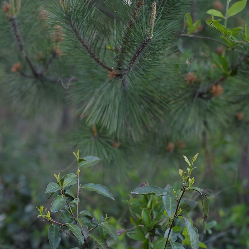 Wild Laoshan White dry leaves — wild white tea from 30-year-old abandoned trees, Laoshan, Qingdao