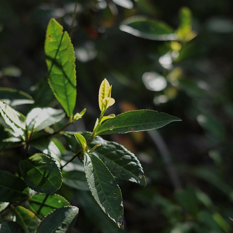 Wild Laoshan White liquor — lime-water color with lemony electrolyte finish, Laoshan, Qingdao